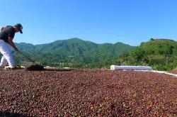 哥伦比亚咖啡豆的风味口感研磨刻度产地区品种处理法