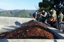 中美洲最贫穷的国家之一的尼加拉瓜利纳庄园咖啡的种植情况