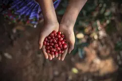 丹奇梦咖啡豆的风味描述口感简介产地区品种庄园