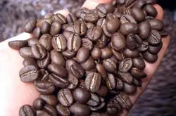 咖啡豆的果实分刨图解内部结果介绍