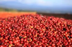 出口额的比重微小的卢旺达咖啡豆的特点口感风味描述