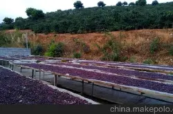 醇味芬芳的哥伦比亚咖啡豆的种植环境育苗情况