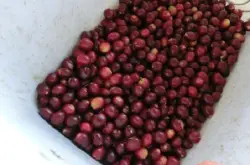 巴拿马火山产区伊列塔庄园咖啡豆介绍