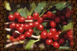 巴拿马翡翠庄园咖啡豆的特点口感价格风味描述