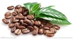 科纳咖啡的生长环境