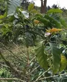 巴拿马伊列塔庄园咖啡风味描述品种特点研磨度种植情况简介
