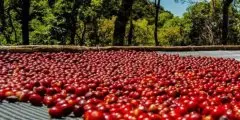 巴拿马咖啡风味口感庄园介绍艾丽达庄园咖啡产区种植情况