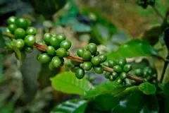 最优质的咖啡产区尼加拉瓜利纳庄园的种植面积品种简介