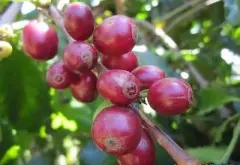 哥斯达黎加钻石山庄园咖啡豆风味描述研磨刻度品种口感简介