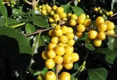 发酵酒香的埃塞俄比亚西达摩咖啡庄园产区风味口感特点泰德庄园简