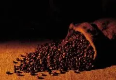 适宜用于调配综合咖啡的咖啡豆-哥斯达黎加咖啡（Costarica C