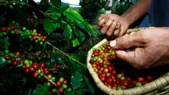 赌上国家的名誉：哥伦比亚的咖啡文化