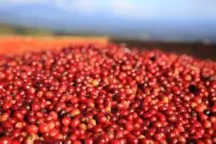 阿拉比卡咖啡豆与咖啡庄园介绍阿拉比卡咖啡庄园简介