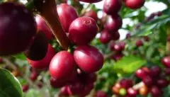 酸质花香表现出色的巴拿马精品咖啡豆翡翠庄园咖啡种植情况市场环