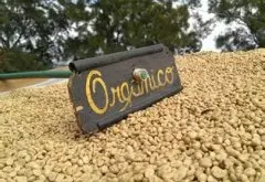 咖啡种植海拔约900-1500公尺的萨尔瓦多茶花女庄园品种种植市场环