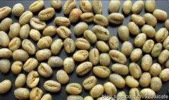清淡酸味的坦桑尼亚咖啡北部高地吉利马札庄园咖啡种植情况市场价