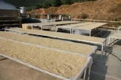 苏门答腊岛传统湿刨法曼特宁咖啡品种种植市场价格简介
