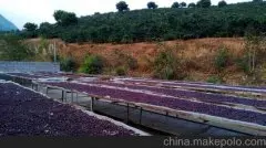 青草芳香的卢旺达马拉巴精品咖啡种植情况气候海拔简介