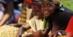 个性独特的非洲黑马——卢旺达的咖啡文化