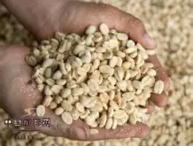 柔顺清盈的巴拿马丘比特精品咖啡豆品种种植市场价格简介