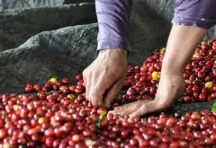 口感丰富的肯尼亚精品咖啡豆品种种植市场价格简介
