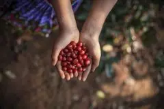 风味饱满的埃塞俄比亚班其玛吉精品咖啡豆研磨度烘焙程度处理方法