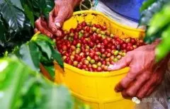 柔滑口感的哥伦比亚精品咖啡豆风味口感香气特征描述简介