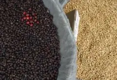 清新淡雅的圣多明各精品咖啡豆起源发展历史文化简介