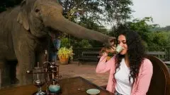 【猫屎劲敌】泰国象屎咖啡产量少 一公斤卖8000蚊