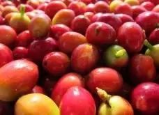 味道丰富均衡的洪都拉斯庄园精品咖啡豆品种种植市场价格简介