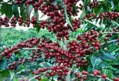 哥斯达黎加黑蜜处理卡杜艾塔拉产产区法拉蜜庄园精品单品咖啡豆简
