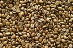 清新明亮的日晒耶加雪菲沃卡精品咖啡豆种植情况地理位置气候海拔