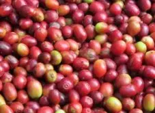 香醇口感的波多黎各精品咖啡豆风味口感香气特征描述简介