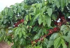 非常香浓的肯尼亚锦初谷精品咖啡豆风味口感香气特征描述简介