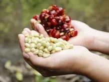 淡淡杂味的天堂鸟庄园精品咖啡豆品种种植市场价格简介