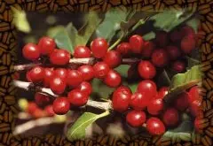 香味浓郁的芙茵庄园精品咖啡豆风味口感香气特征描述简介