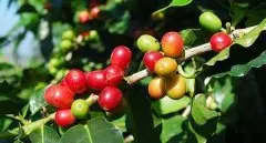 酸质明亮的拉苏娜瓦哈娜庄园精品咖啡豆起源发展历史文化简介