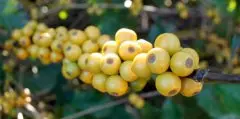 伴有柑橘的尼加拉瓜精品咖啡豆风味口感香气特征描述简介