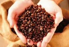 细腻芬芳的乞力马扎罗精品咖啡豆品种种植市场价格简介