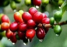 回味无穷的哥伦比亚慧兰精品咖啡豆种植情况地理位置气候海拔简介
