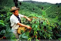 酸味适中的云南小粒咖啡花果山精品咖啡豆种植情况地理位置气候海