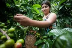 口味均衡清爽的厄瓜多尔精品咖啡豆种植情况地理位置气候海拔简介