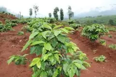 高品质无污染的乌干达精品咖啡豆起源发展历史文化简介