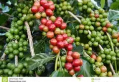 口味清新淡雅的艾丽达庄园精品咖啡豆种植情况地理位置气候海拔简