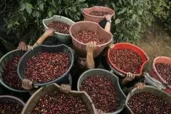 布隆迪蒲隆地冠军处理厂卡扬札省水洗波旁种精品咖啡豆风味口感香