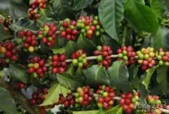 2016年哥伦比亚三大出口农产品为咖啡、鲜花、香蕉