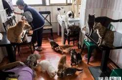 一家咖啡馆里有60只猫是什么体验？
