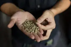 清爽的天意庄园精品咖啡豆风味口感香气特征描述简介