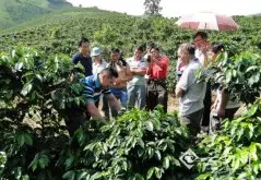 【中联部宣介云南】德宏后谷咖啡产业扶贫让企业和农户双赢