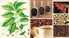 温和芳香浓醇的天意庄园精品咖啡豆种植情况地理位置气候海拔简介